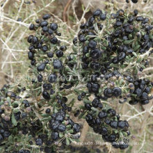 Medlar organische getrocknete Goji Beere schwarze Wolf Berry